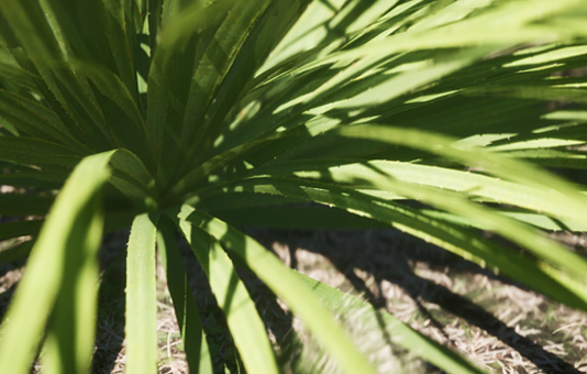 Digital Plant 4