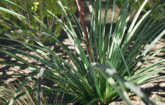 Digital Plant 7